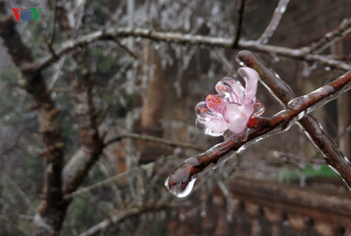 Bông hoa đào đóng băng tạo nên vẻ đẹp khác thường.