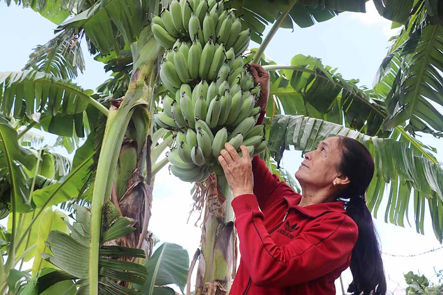 Gia đình bà Dung thu nhập trên 250 triệu đồng/năm từ vườn chuối. Ảnh: N.M