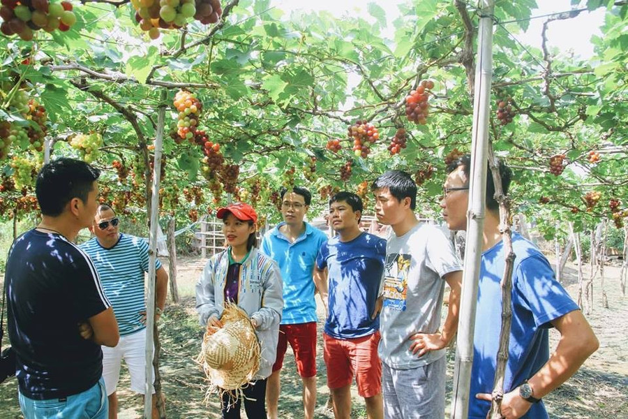 Tham quan vườn nho Ba Mọi