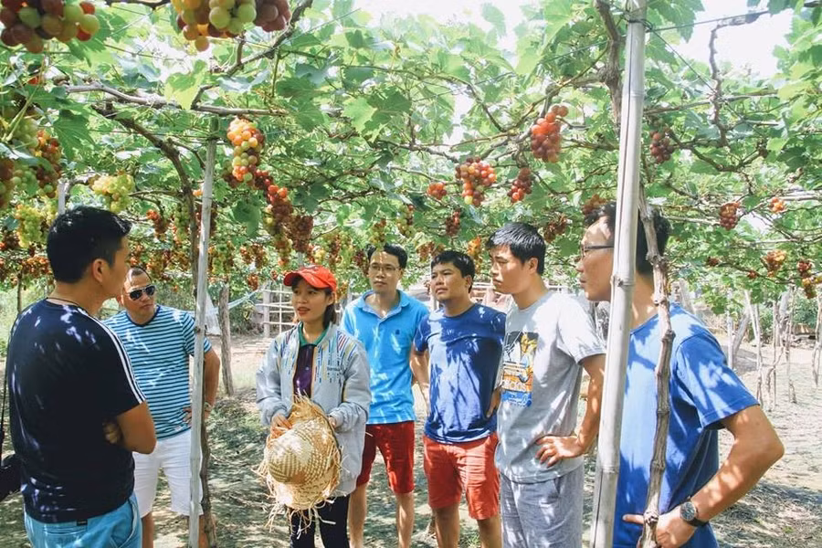 Tham quan vườn nho Ba Mọi