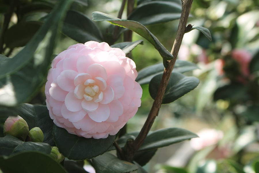  Hoa trà chỉ ra hoa một vụ trong năm nhưng rất bền, mỗi lứa kéo dài từ 2-3 tháng.