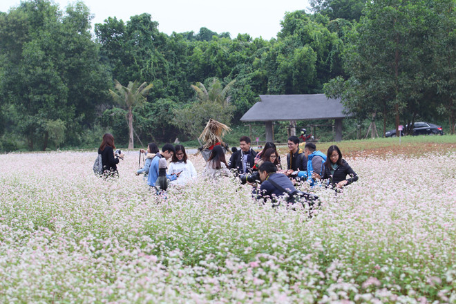 Cánh đồng hoa tam giác mạch được trồng ở Làng văn hóa các dân tộc Việt Nam (Đồng Mô, Sơn Tây, Hà Nội) với diện tích khoảng 5.000 m2. Các bạn trẻ không ngừng check-in trên cánh đồng hoa tam giác mạch nở rộ.