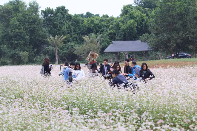 Cánh đồng hoa tam giác mạch được trồng ở Làng văn hóa các dân tộc Việt Nam (Đồng Mô, Sơn Tây, Hà Nội) với diện tích khoảng 5.000 m2. Các bạn trẻ không ngừng check-in trên cánh đồng hoa tam giác mạch nở rộ.