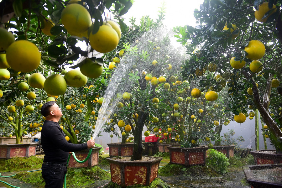 Để chăm sóc tốt cho bưởi, giữ được quả, lá xanh quả vàng cần phải tưới cho bưởi mỗi ngày để đảm bảo độ ẩm cho cây. Để chăm sóc tốt cho bưởi, giữ được quả, lá xanh quả vàng cần phải tưới cho bưởi mỗi ngày để đảm bảo độ ẩm cho cây.