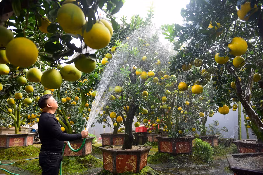  Để chăm sóc tốt cho bưởi, giữ được quả, lá xanh quả vàng cần phải tưới cho bưởi mỗi ngày để đảm bảo độ ẩm cho cây.