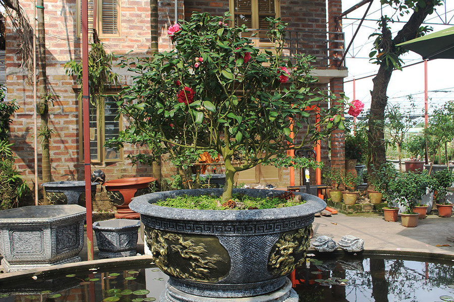 Cây trà lựu được khách ráo riết săn lùng và trả giá cao nhưng anh Biên nhất quyết không bán