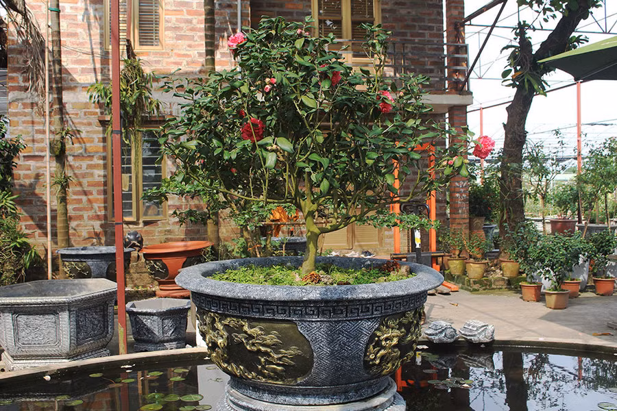 Cây trà lựu được khách ráo riết săn lùng và trả giá cao nhưng anh Biên nhất quyết không bán