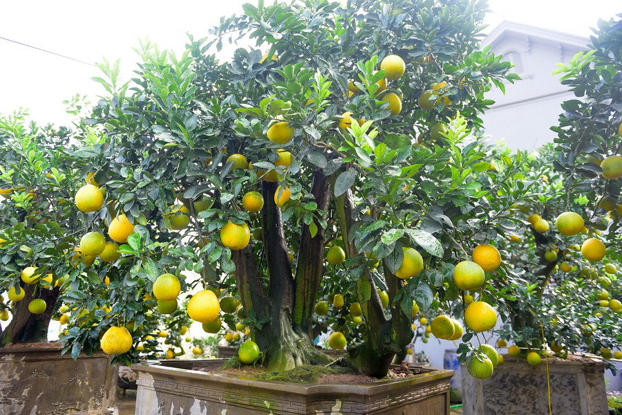 Năm nay với nhiều thế bưởi cổ thụ độc lạ, giá bán trong vườn anh Mến giao động từ 30 triệu đồng tới 100 triệu đồng một cây. Đặc biệt có những cây siêu độc có giá trị lên tới gần 200 triệu đồng. Năm nay với nhiều thế bưởi cổ thụ độc lạ, giá bán trong vườn anh Mến giao động từ 30 triệu đồng tới 100 triệu đồng một cây. Đặc biệt có những cây siêu độc có giá trị lên tới gần 200 triệu đồng.