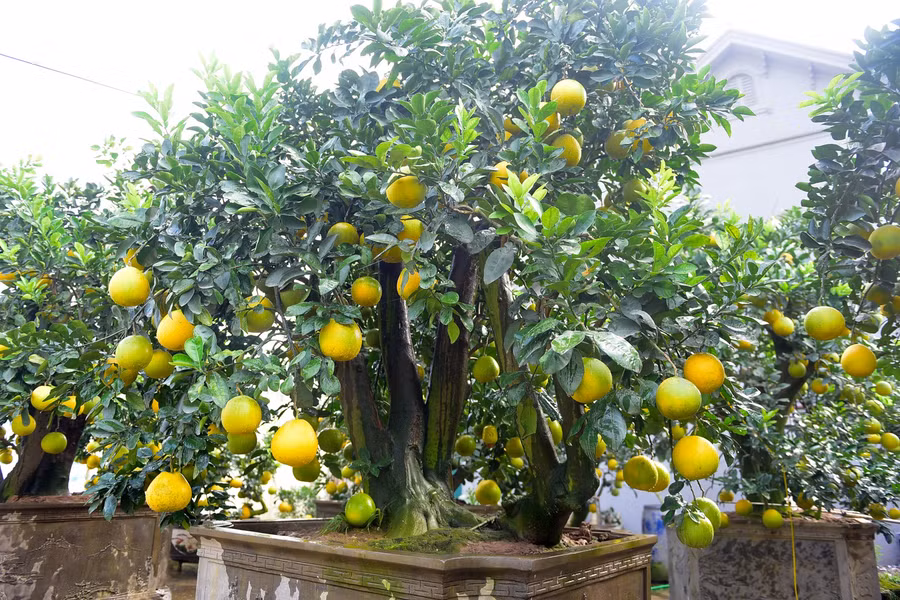 Năm nay với nhiều thế bưởi cổ thụ độc lạ, giá bán trong vườn anh Mến giao động từ 30 triệu đồng tới 100 triệu đồng một cây. Đặc biệt có những cây siêu độc có giá trị lên tới gần 200 triệu đồng.