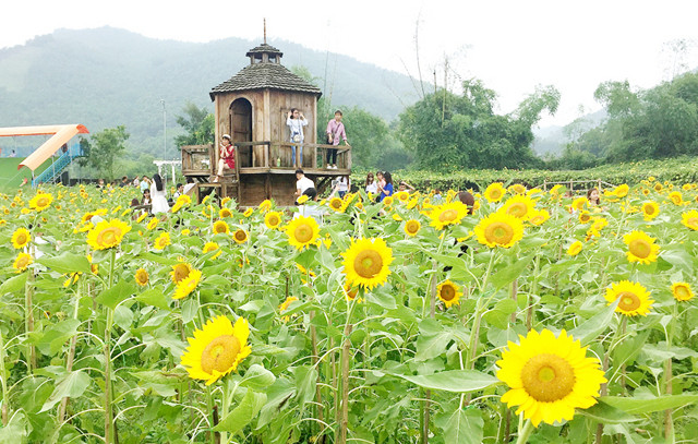 Rất nhiều bạn trẻ đến đây tham quan, thưởng ngoạn và chụp ảnh