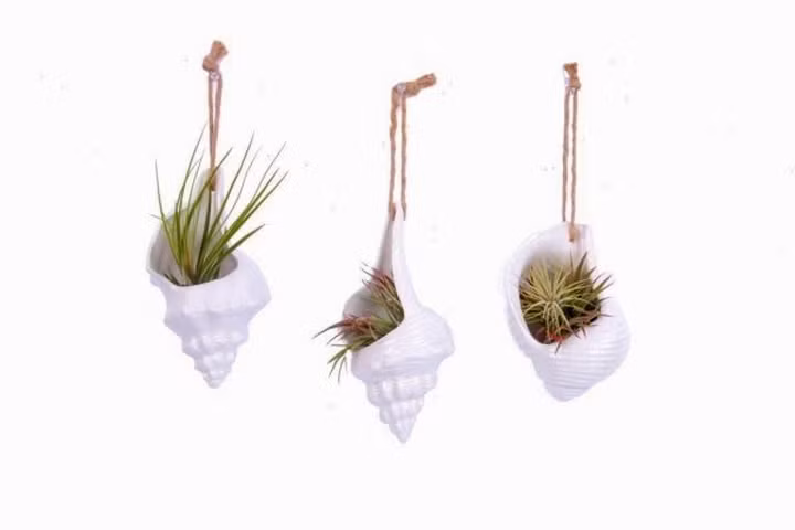  Vỏ sò lớn kết hợp với dây thừng nhỏ giúp bạn có một góc vườn nhỏ ngay trong phòng bếp hay nhà tắm.