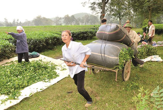 Các bao tải chè được chở về bằng xe cải tiến