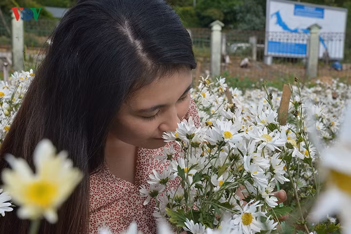 Hoa không có mùi hương quyến rũ, cũng không kiêu sa khi đứng một mình, nhưng khi là 1 bó, hoặc 1 vườn thì đủ sức làm bất cứ ai say đắm.