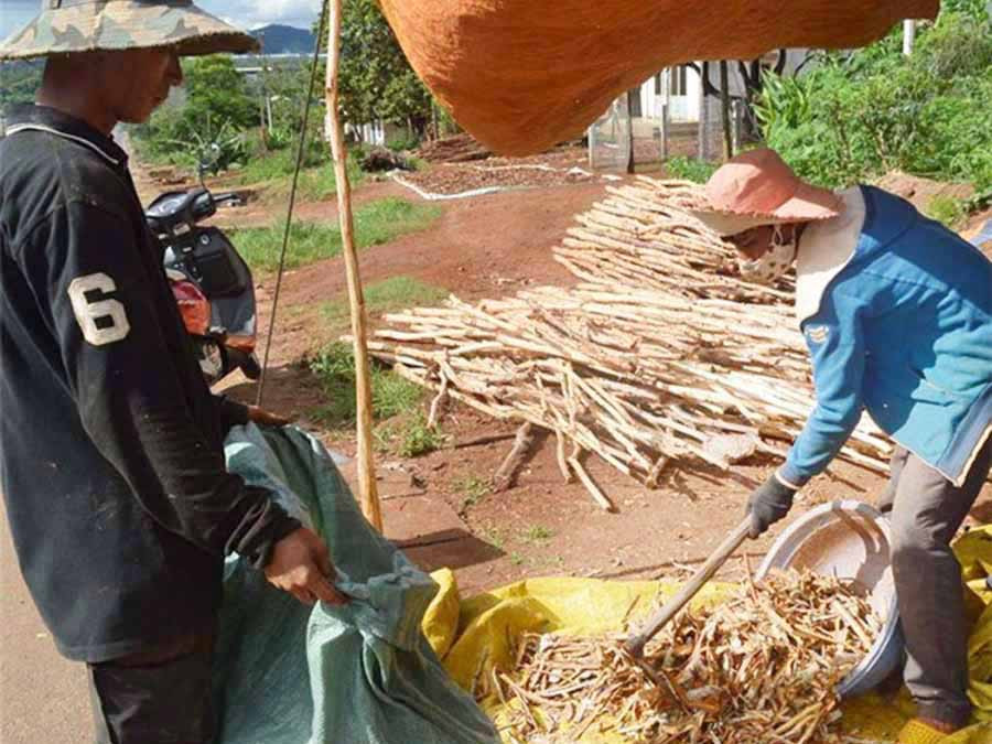 Người dân thu hoạch bời lời. Ảnh: Đinh Yến