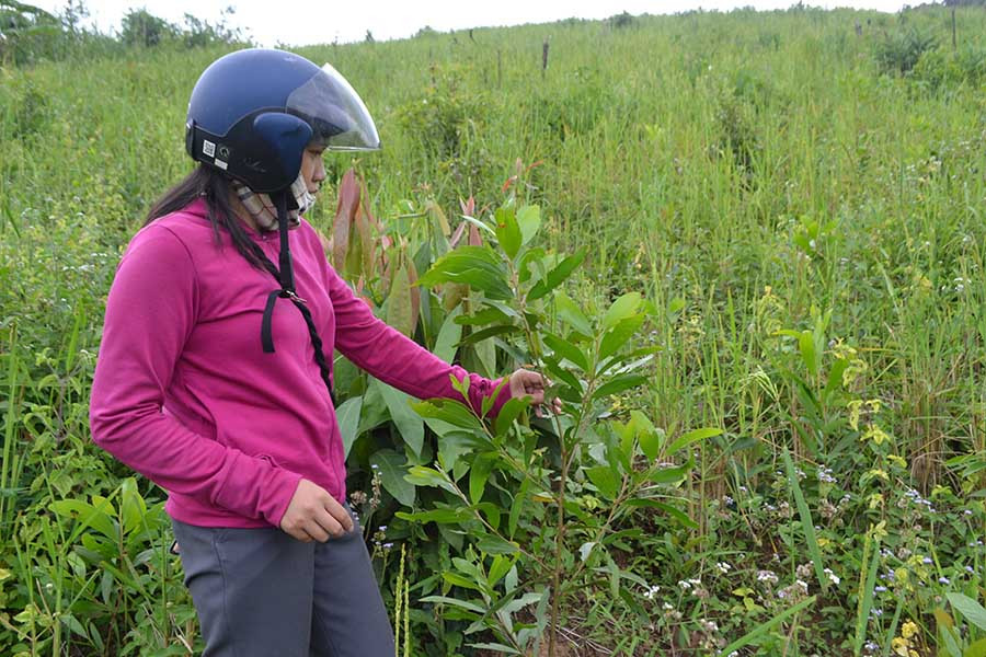  Người dân xã Hà Đông (huyện Đak Đoa) trồng keo lai xen trong rẫy lúa. Ảnh: L.N