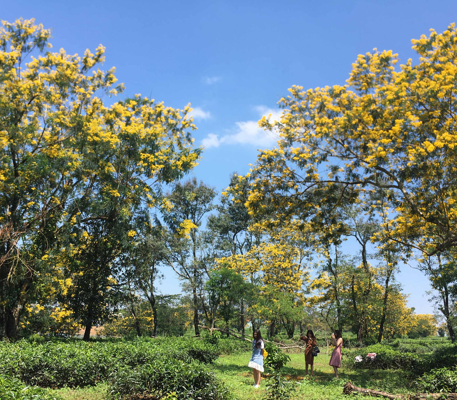 Sắc vàng hoa muồng vàng xen lẫn màu xanh của những lá chè non. Ảnh: Võ Thanh Thảo