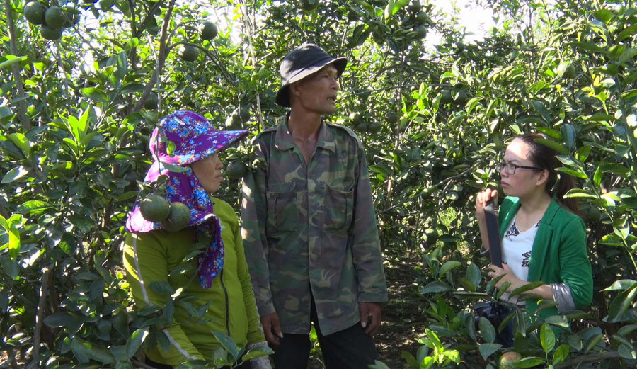 Mô hình cam ở xã Ia Le (Chư Pưh). Ảnh: Lê Trang