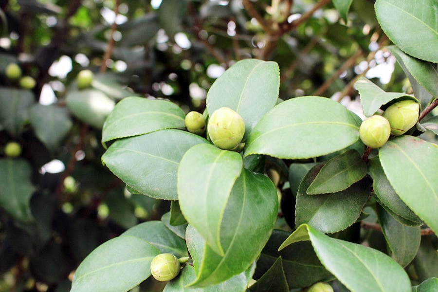  Rất nhiều cây cho nụ to, kịp nở vào dịp Tết âm lịch