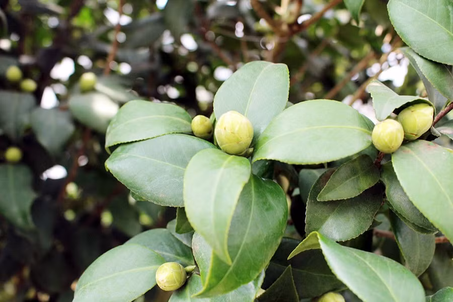  Rất nhiều cây cho nụ to, kịp nở vào dịp Tết âm lịch