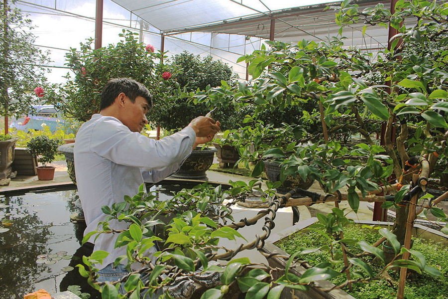 Do cây trà có bộ rễ yếu, chịu nắng kém nên anh Biên phải chăm sóc rất cẩn thận.