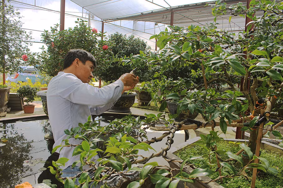 Do cây trà có bộ rễ yếu, chịu nắng kém nên anh Biên phải chăm sóc rất cẩn thận.