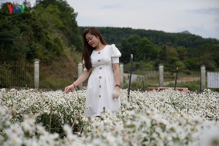 Cúc họa mi có cánh trắng, nhụy vàng, thường nở bung khoe sắc vào khoảng tháng 10 đến khoảng giữa tháng 12 hàng năm.