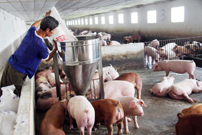 Ảnh minh họa (nguồn internet)