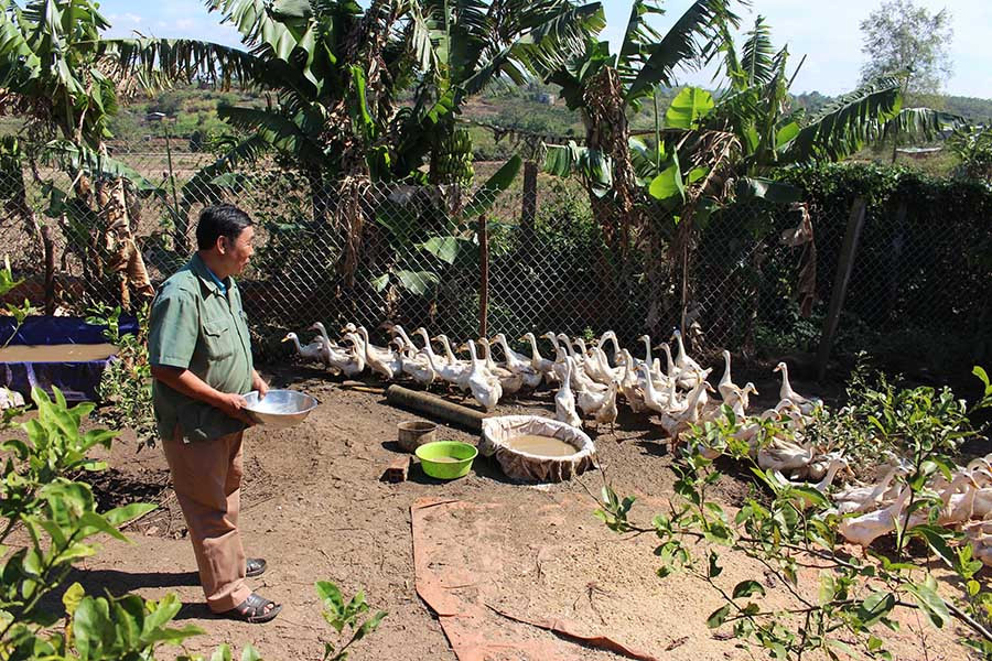  Ông Nguyễn Chí Tuyết cho vịt ăn. Ảnh: H.T