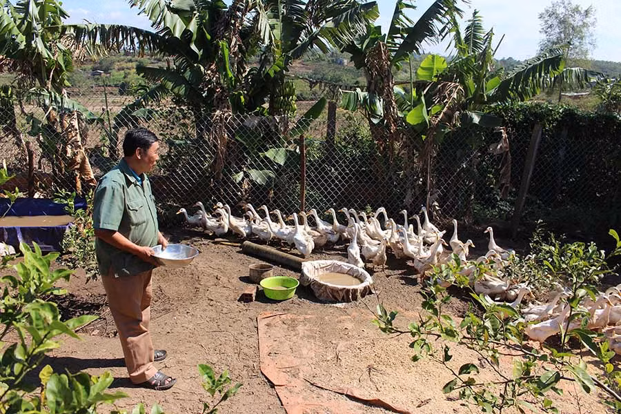  Ông Nguyễn Chí Tuyết cho vịt ăn. Ảnh: H.T