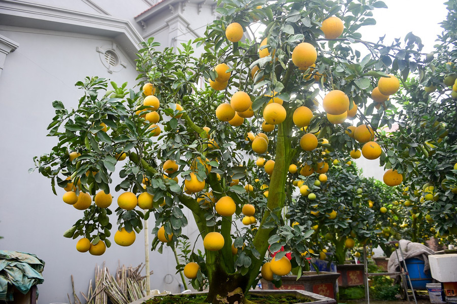 "Bưởi Diễn dễ sống trong chậu nhưng ghép quả rất khó khăn, cần phải có kỹ thuật chuyên sâu về cây bưởi mới ghép và giữ được nhiều quả", anh Mến nói. "Bưởi Diễn dễ sống trong chậu nhưng ghép quả rất khó khăn, cần phải có kỹ thuật chuyên sâu về cây bưởi mới ghép và giữ được nhiều quả", anh Mến nói.