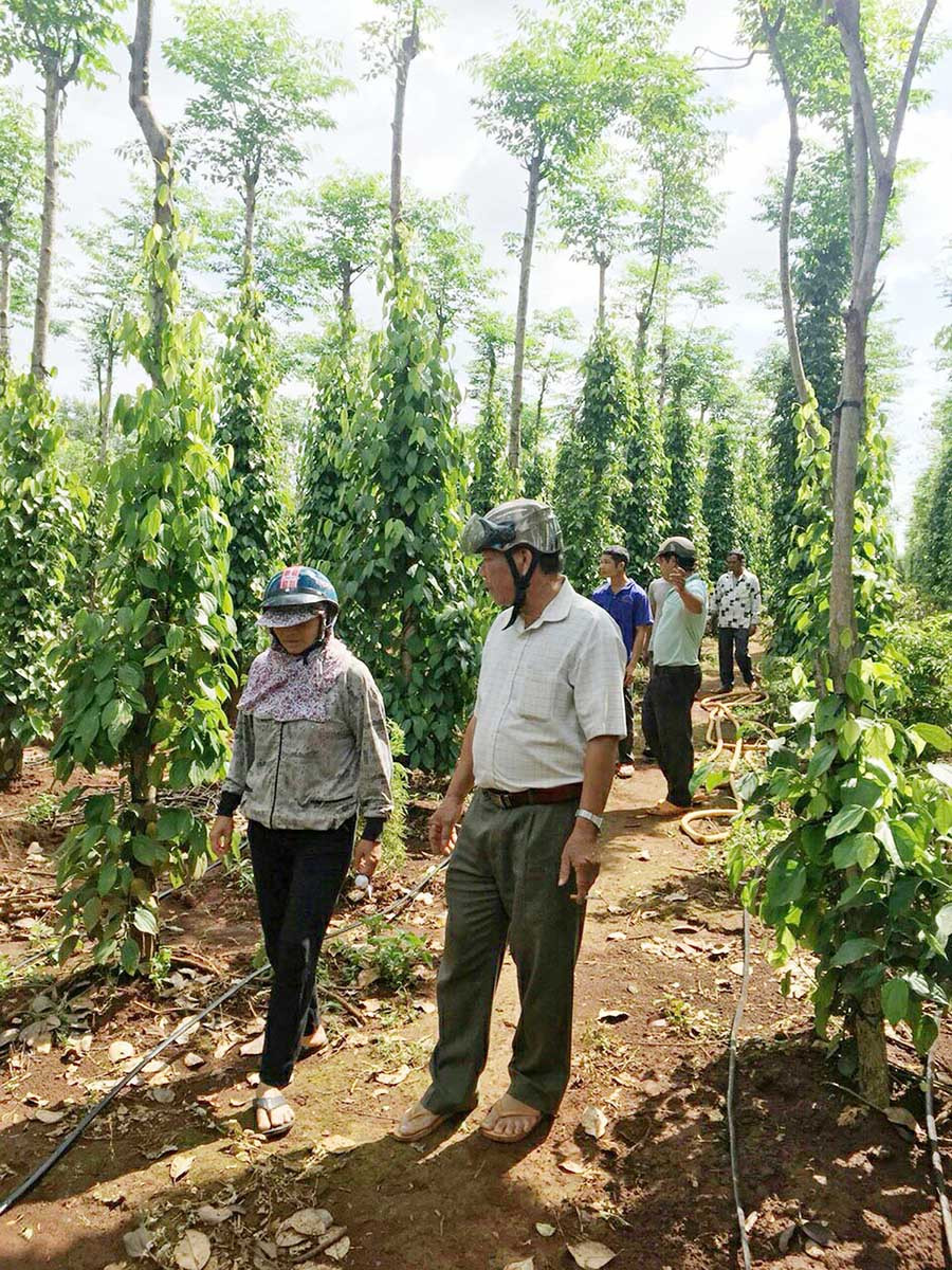 Mô hình tưới tiết kiệm nước trên cây hồ tiêu tại huyện Đak Đoa. Ảnh: N.H