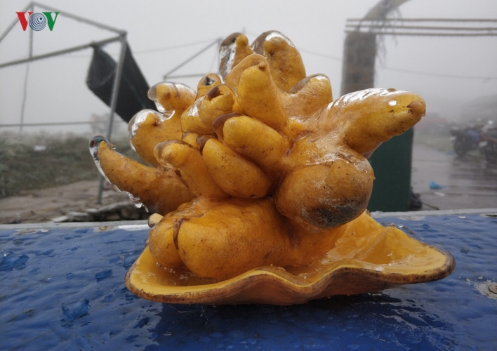 Quả Phật thủ thêm phần độc đáo bởi lớp băng lạnh.