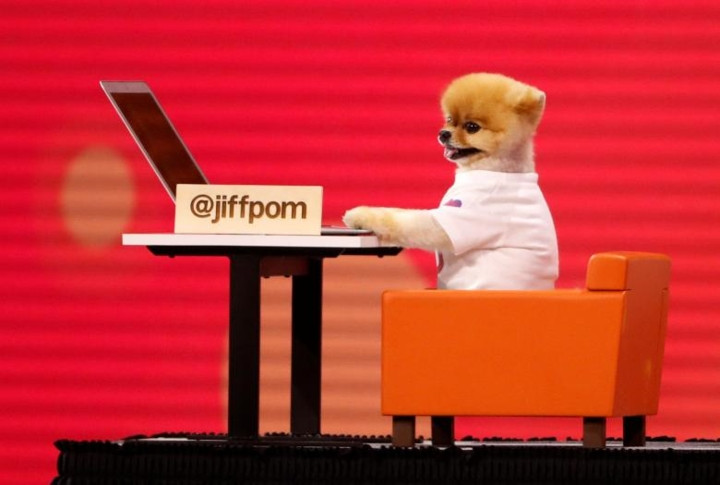  Chú chó Jiffpom trở nên nổi tiếng sau khi xuất hiện trên sân khấu tại một hội nghị hàng năm của Facebook tại San Jose.