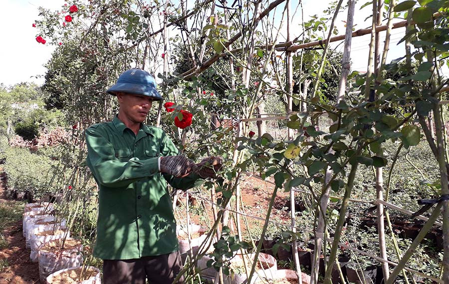  Anh Đinh Văn Đài cắt tỉa những cành hoa hồng già cỗi. Ảnh: H.H