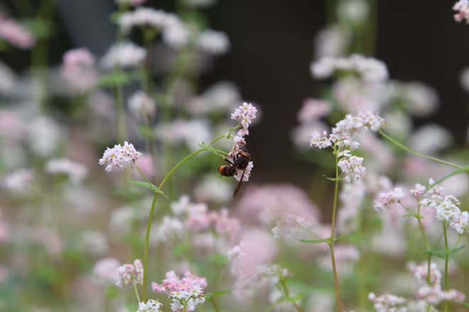 Hoa tam giác mạch mới nở có màu trắng, sau chuyển qua hồng nhạt và đến tím trước khi tạo hạt.