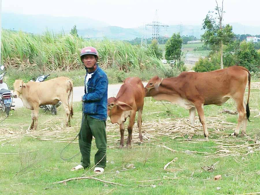  Người dân thị trấn Đak Pơ nhận bò giống. Ảnh: Phúc Ân