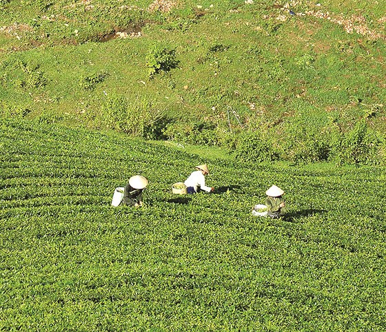 Các nữ công nhân đang hái chè bằng tay giữa cái nắng nhạt đầu đông