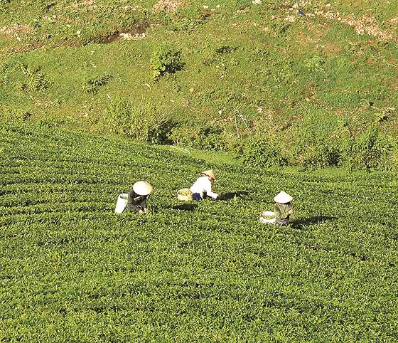 Các nữ công nhân đang hái chè bằng tay giữa cái nắng nhạt đầu đông