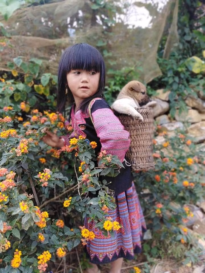  Con người ở cao nguyên cũng hồn nhiên như hoa cỏ. 