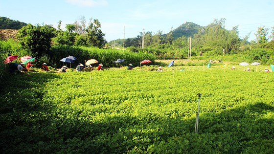 Thung lũng cát Vĩnh Hội đã được phủ xanh bằng đậu phộng Thung lũng cát Vĩnh Hội đã được phủ xanh bằng đậu phộng