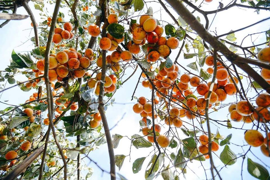 Cây hồng mùa đông chi chít quả. 