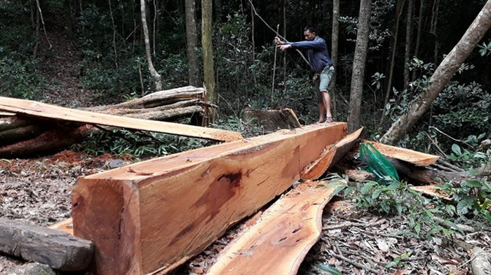 Rừng do BQLRPH Đắk Đoa bị “xẻ thịt” tràn lan