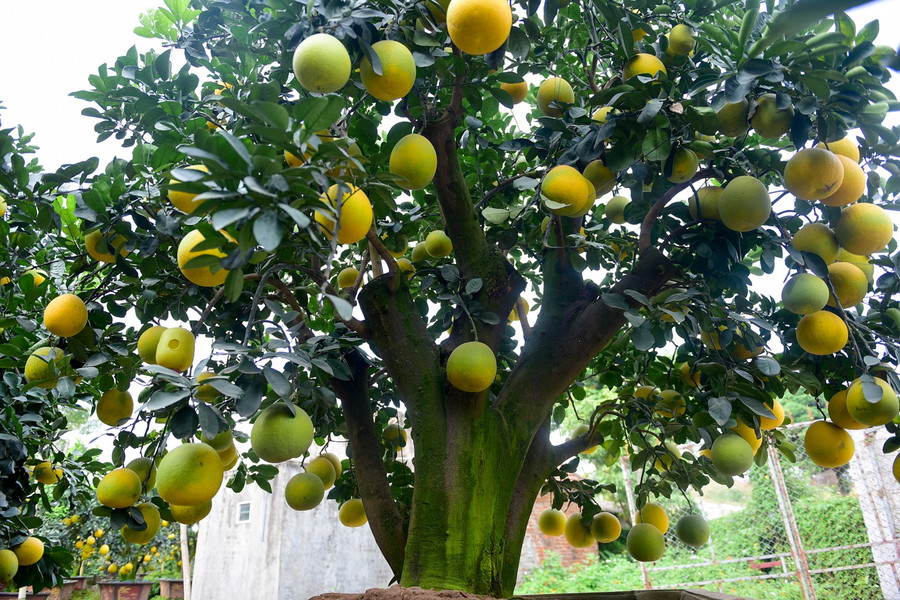 Có những cây được mua về rồi chăm sóc tới vài năm, đến khi đạt độ đẹp thì bán. Có những cây được mua về rồi chăm sóc tới vài năm, đến khi đạt độ đẹp thì bán.