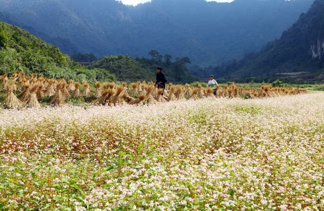  Mùa hoa tam giác mạch trên cao nguyên đá Đồng Văn, Hà Giang. Ảnh: ĐĂNG ANH