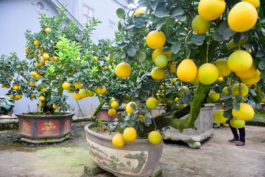 Mỗi cây bưởi cổ thụ giá bán đắt rẻ dựa trên nhiều yếu tố, chủ yếu là dựa vào tuổi thọ và dáng cây. Dáng càng độc lạ, tuổi thọ càng lâu thì càng được nhiều người săn đón, trả giá cao. Mỗi cây bưởi cổ thụ giá bán đắt rẻ dựa trên nhiều yếu tố, chủ yếu là dựa vào tuổi thọ và dáng cây. Dáng càng độc lạ, tuổi thọ càng lâu thì càng được nhiều người săn đón, trả giá cao.