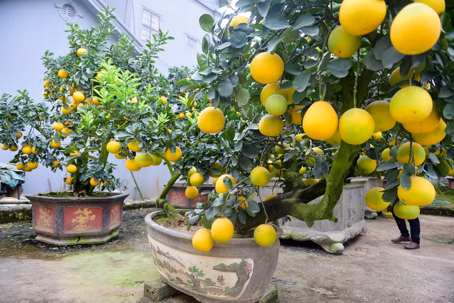 Mỗi cây bưởi cổ thụ giá bán đắt rẻ dựa trên nhiều yếu tố, chủ yếu là dựa vào tuổi thọ và dáng cây. Dáng càng độc lạ, tuổi thọ càng lâu thì càng được nhiều người săn đón, trả giá cao.