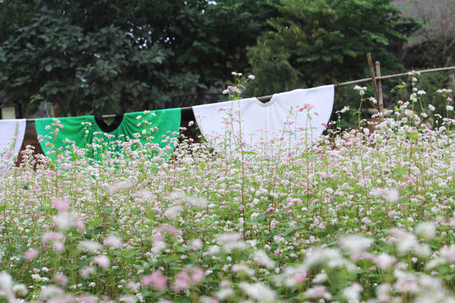 Hoa tam giác mạch là cây đặc trưng được người Mông (Hà Giang) trồng xen trong những hốc đất bồi của vùng núi đá tai mèo, thường nở rộ từ tháng 10 đến tháng 12 hàng năm.