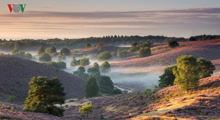 Ở Arnhem, du khách có thể ngất ngây trước những ngọn đồi phủ đầy hoa thạch nam kiêu sa với hàng ngàn cây phong rải rác thay lá vàng mỗi dịp thu về.