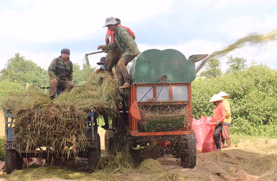  Nông dân tuốt lúa vừa thu hoạch. Ảnh: Nguyễn Diệp