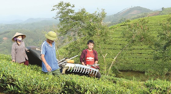  Nhiều công nhân nông trường đã sử dụng máy hái chè để tăng hiệu quả